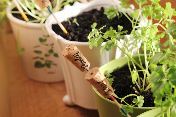 Herbs with markers growing in pot — Stock Photo, Image