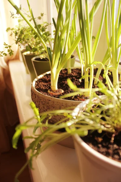 Fresh herbs  growing in pot — Stock Photo, Image