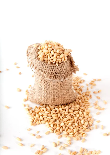 Wheat in the Sack isolated on white background — Stock Photo, Image