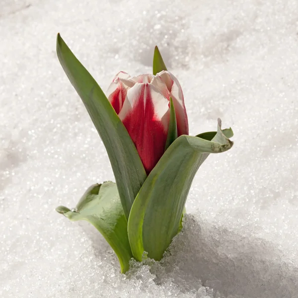 Tulip flower on the snow. — Stock Photo, Image