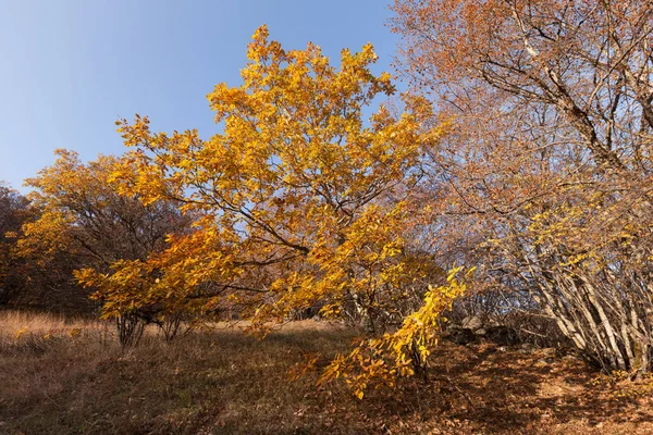 Herfst Gele Bomen Blauwe Lucht Zonnige Dag — Stockfoto