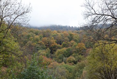  Ormanda bulutlu bir sonbahar günü