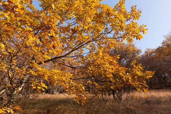 Herfst Landschap Armenië — Stockfoto