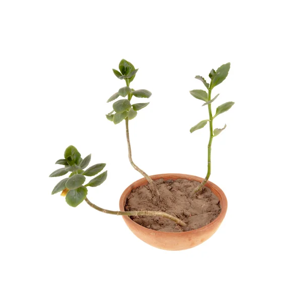 Kalanchoe in a clay pot. House plant in a clay pot isolated over white background — Stock Photo, Image