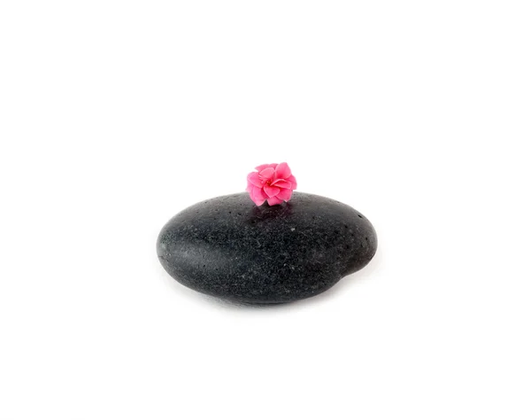 Piedra negra y lisa con flor rosa aislada sobre blanco — Foto de Stock