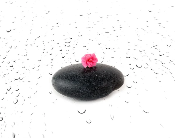 Black smooth stone with pink Flower on wet surface background — 图库照片