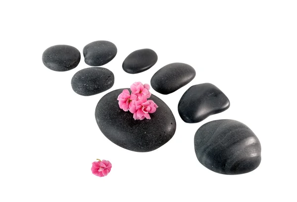 Black spa stones and pink flowers isolated on white background. — Zdjęcie stockowe