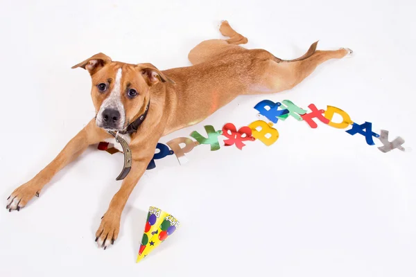 Köpek Doğum Günü