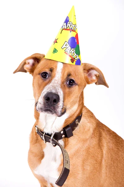 Aniversário do cão Imagem De Stock