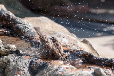 bir serçe Çeşmesi
