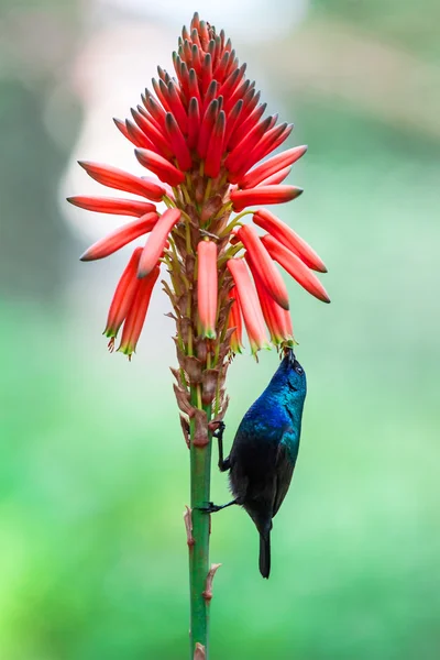 Colibri zöld füleskolibri kolibri — Stock Fotó
