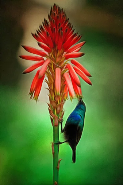 Colibri grön Violetear Hummingbird — Stockfoto