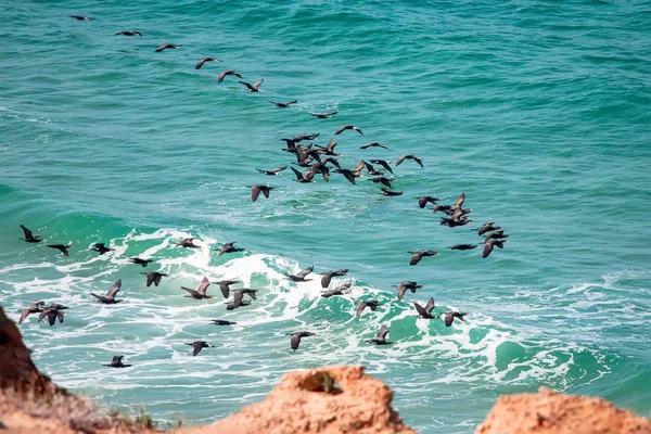 Cormorant above the sea — Stock Photo, Image