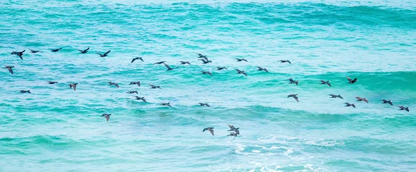 Cormorant above the sea — Stock Photo, Image