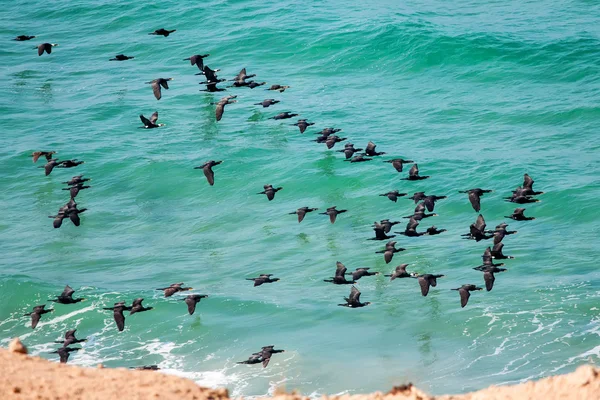 Cormorant above the sea — Stock Photo, Image