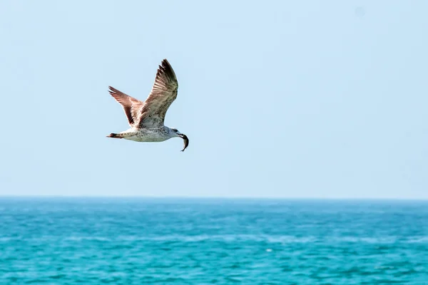 Seagull  with a small fish — Stock Photo, Image