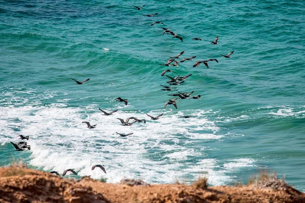 Cormorant above the sea — Stock Photo, Image