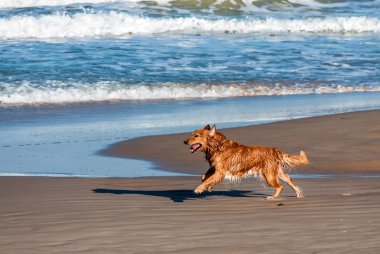 köpek oynama ve sıçraması
