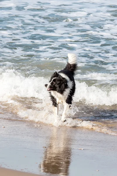 Perro jugando y chapoteando — Foto de Stock