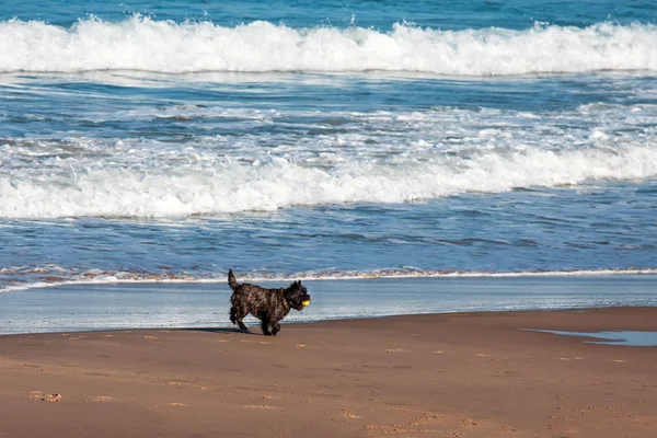 Perro jugando y chapoteando — Foto de Stock