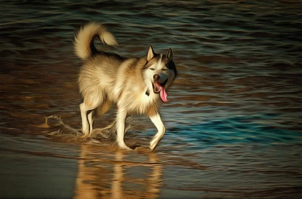 Hund leger og plaske - Stock-foto