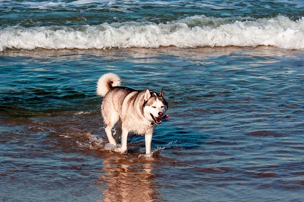 Dog playing and splashing — Stock Photo, Image