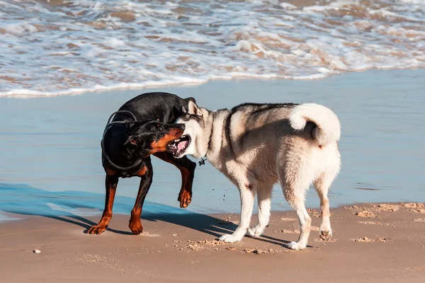 Perro jugando y chapoteando — Foto de Stock