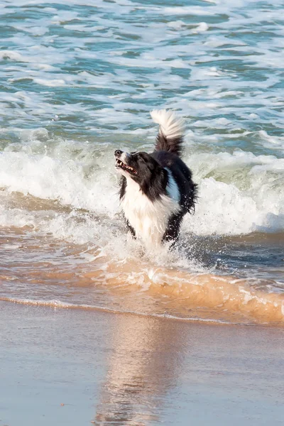 Perro jugando y chapoteando — Foto de Stock