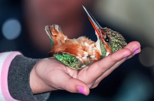 Ortak kingfisher kuş kol bir ölü gibi yatıyor — Stok fotoğraf