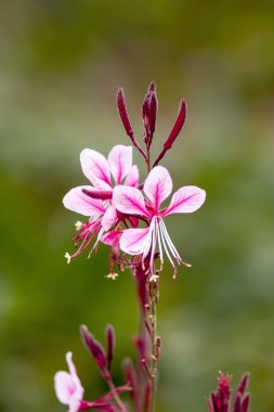 Gaura lindheimeri güzel pembe çiçek