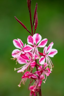 Gaura lindheimeri güzel pembe çiçek