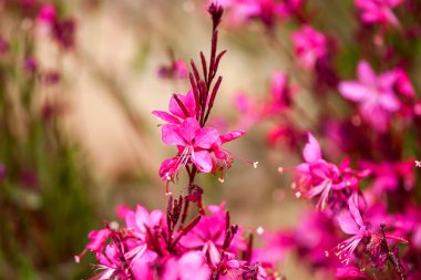 Gaura lindheimeri güzel pembe çiçek