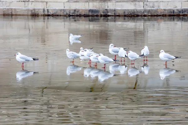 Pigeon aux ailes grises — Photo