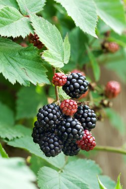 dewberries üzerine bir çalı.
