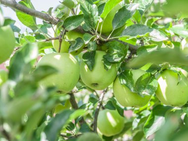 Olgun Golden Delicious elma ağacı üzerinde.