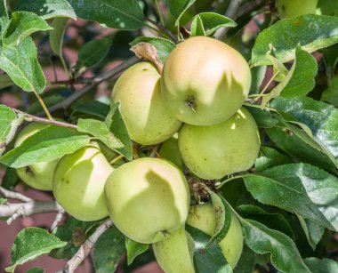 Olgun Golden Delicious elma ağacı üzerinde.