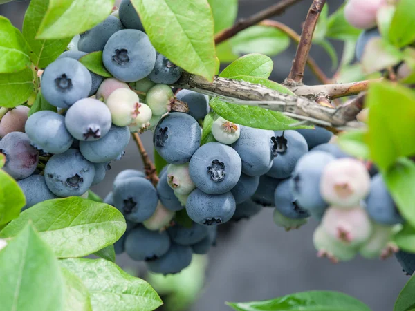 Rijpe bosbessen op de struik. — Stockfoto