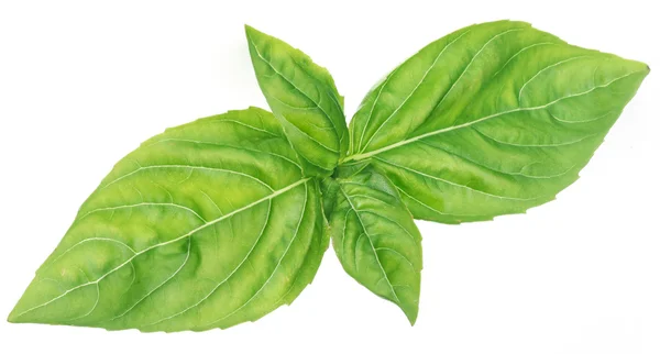 Green basil leaves isolated on a white. — Stock Photo, Image