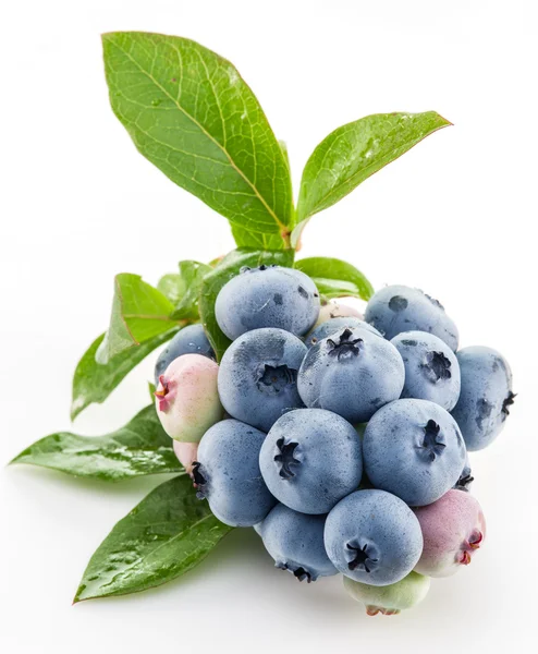 Reife Blaubeeren auf weißem Hintergrund. — Stockfoto