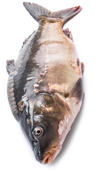 Karpfen - Speisefisch. — Stockfoto