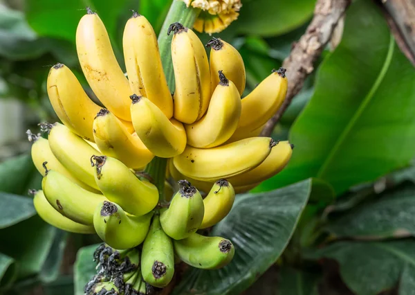 Bando maduro de bananas na palma da mão . — Fotografia de Stock