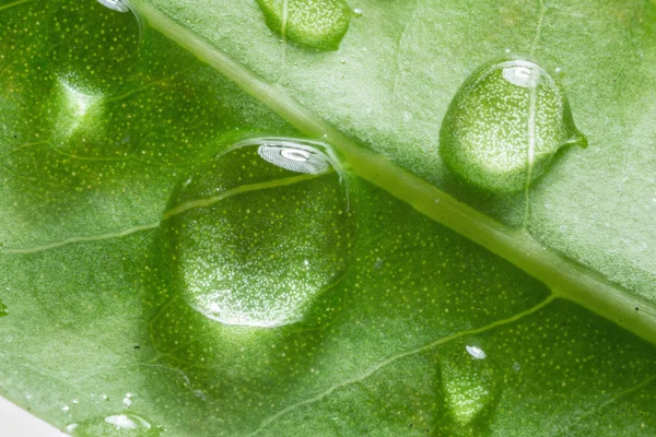 Druppels water over groene blad. — Stockfoto