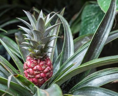Ananas bitki. Makro çekim.