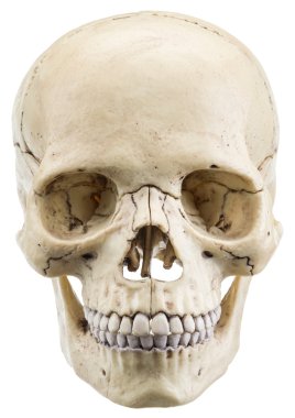 Skull model isolated on a white background. clipart