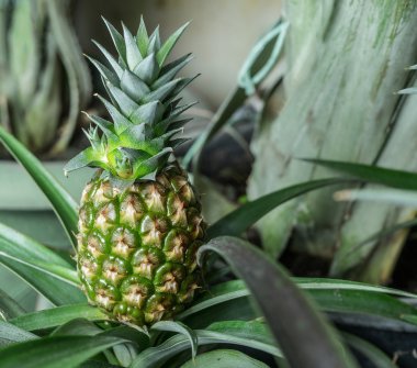 Ananas bitki. Makro çekim.