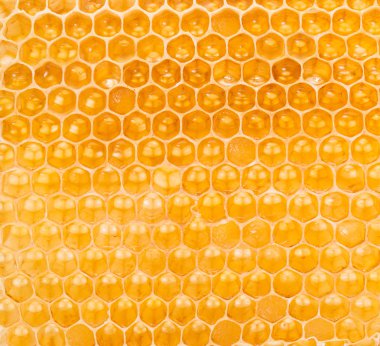 Petek. Yüksek kaliteli resim.