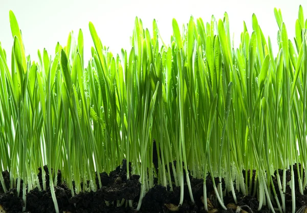 Grama verde isolado em um backgroud branco . — Fotografia de Stock