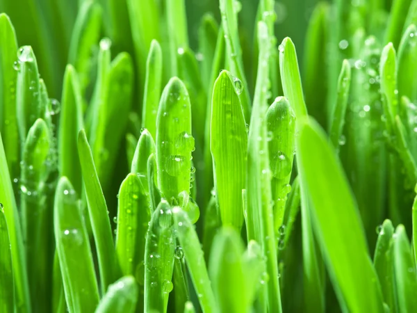Erba fresca verde ricoperta di gocce di rugiada . — Foto Stock