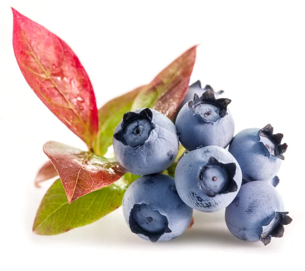 Reife Blaubeeren auf weißem Hintergrund. — Stockfoto