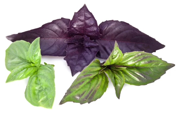 Hojas de albahaca verde y violeta aisladas sobre un blanco . — Foto de Stock